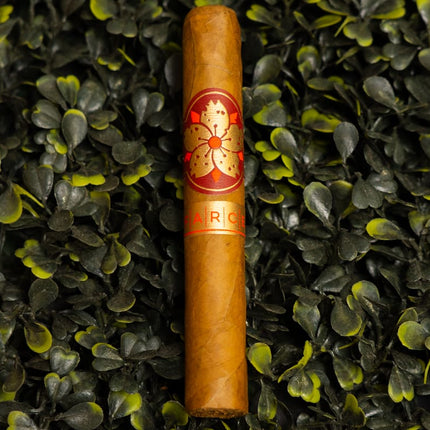 Room 101 Farce Connecticut