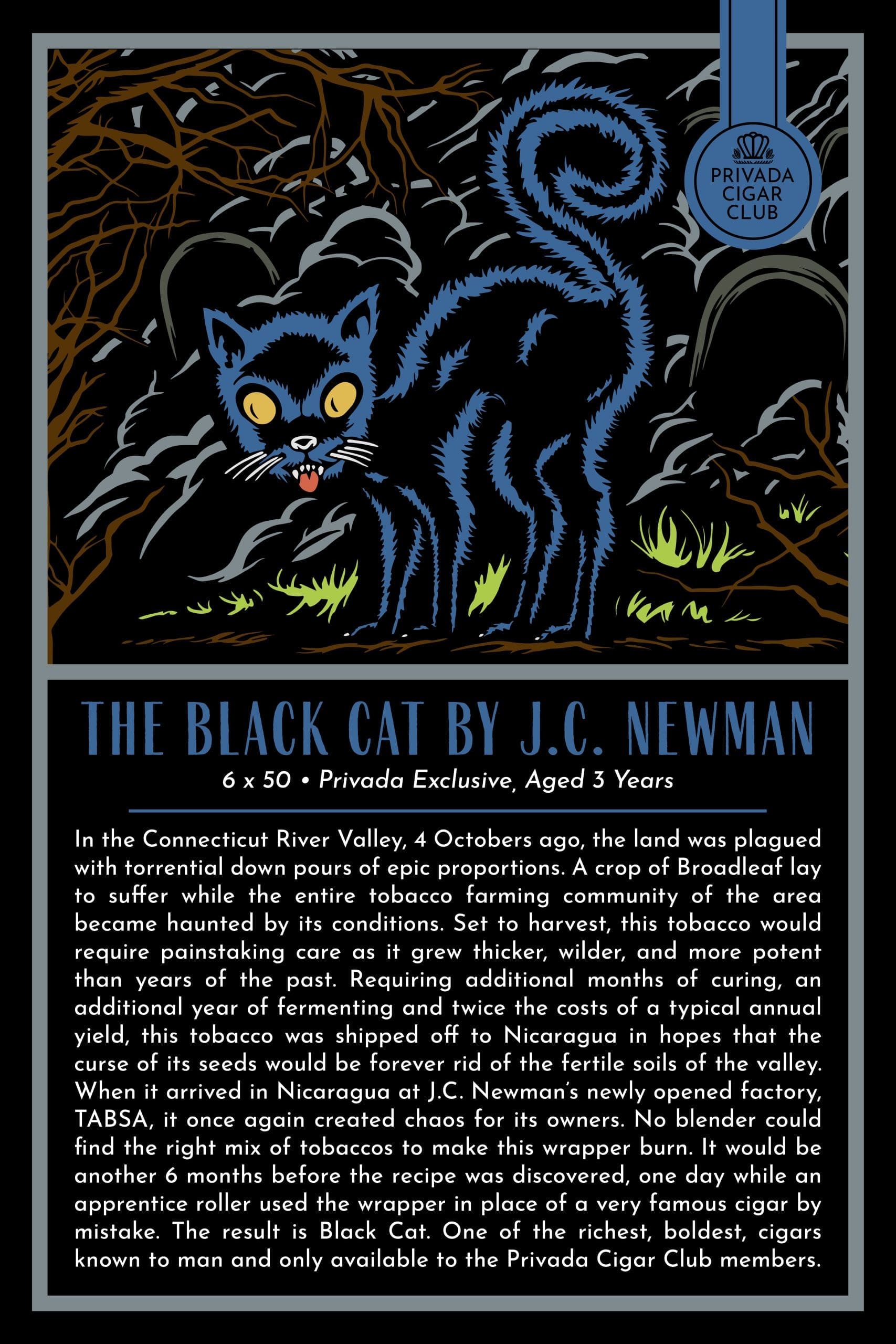 the black cat by jc newman